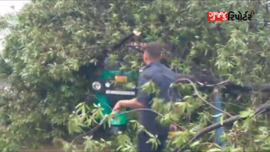 Incessant tree fall incident in Surat: Tree falls on tempo near Pandesara Pramukh Park