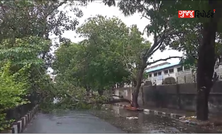 An old tree fell in Varachha Gitanjali area