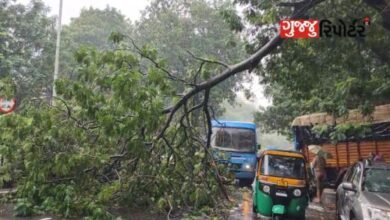 A big tree fell at the back of Civil Hospital