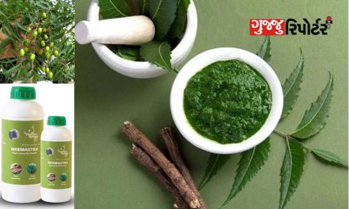 Neem is full of natural elements for pest and disease control after planting in organic farming