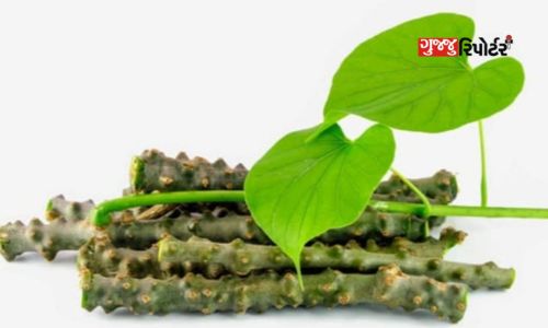 The best Ayurvedic medicine is Giloy
