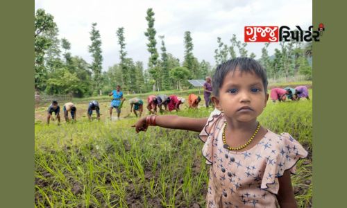 Mr. Jayesh Bhai Kalu Bhai Mokashi, a farmer of Bhawadi village in Dang district, Pragati Shil, gave a demonstration of farming by adopting natural farming methods.