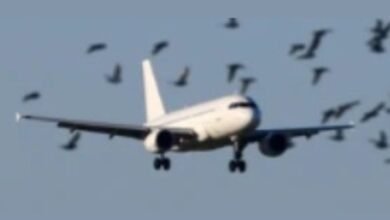 Crows were seen flying at Surat International Airport