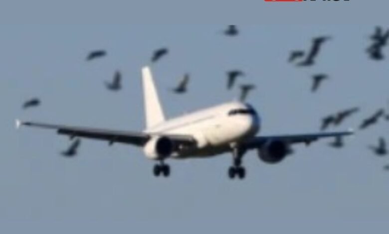 Crows were seen flying at Surat International Airport